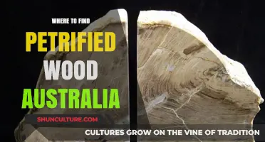 Petrified Wood in Australia: Where to Find It