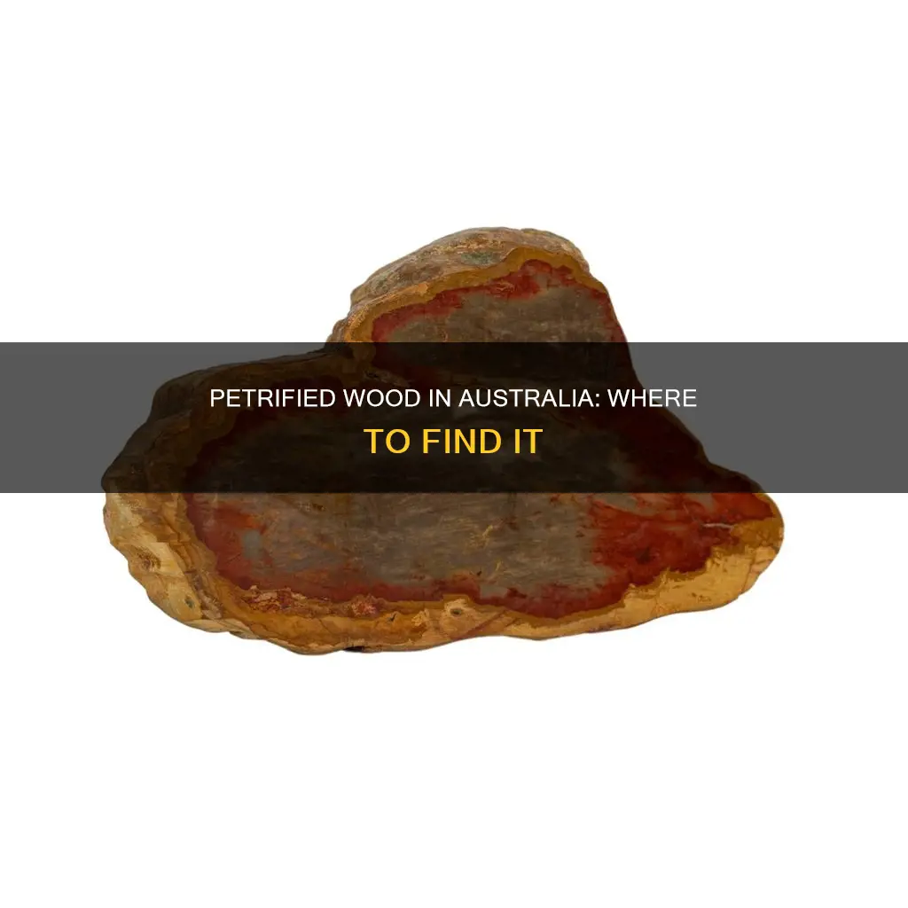 where to find petrified wood australia