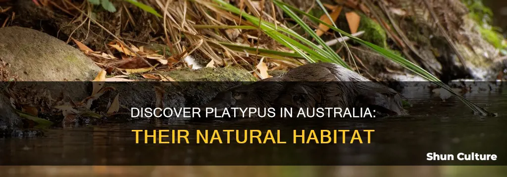 where to find platypus in australia