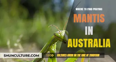 Finding Praying Mantis in Australia: A Guide