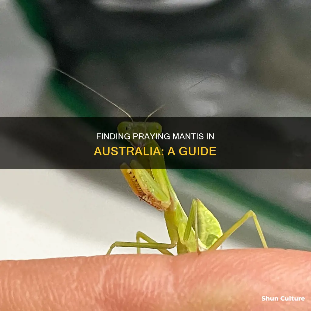 where to find praying mantis in australia