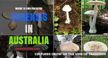 Finding Psilocybe Cubensis in Australia: A Guide