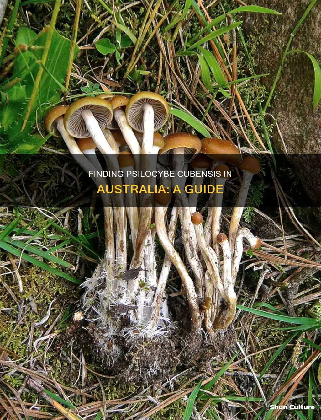 where to find psilocybe cubensis in australia
