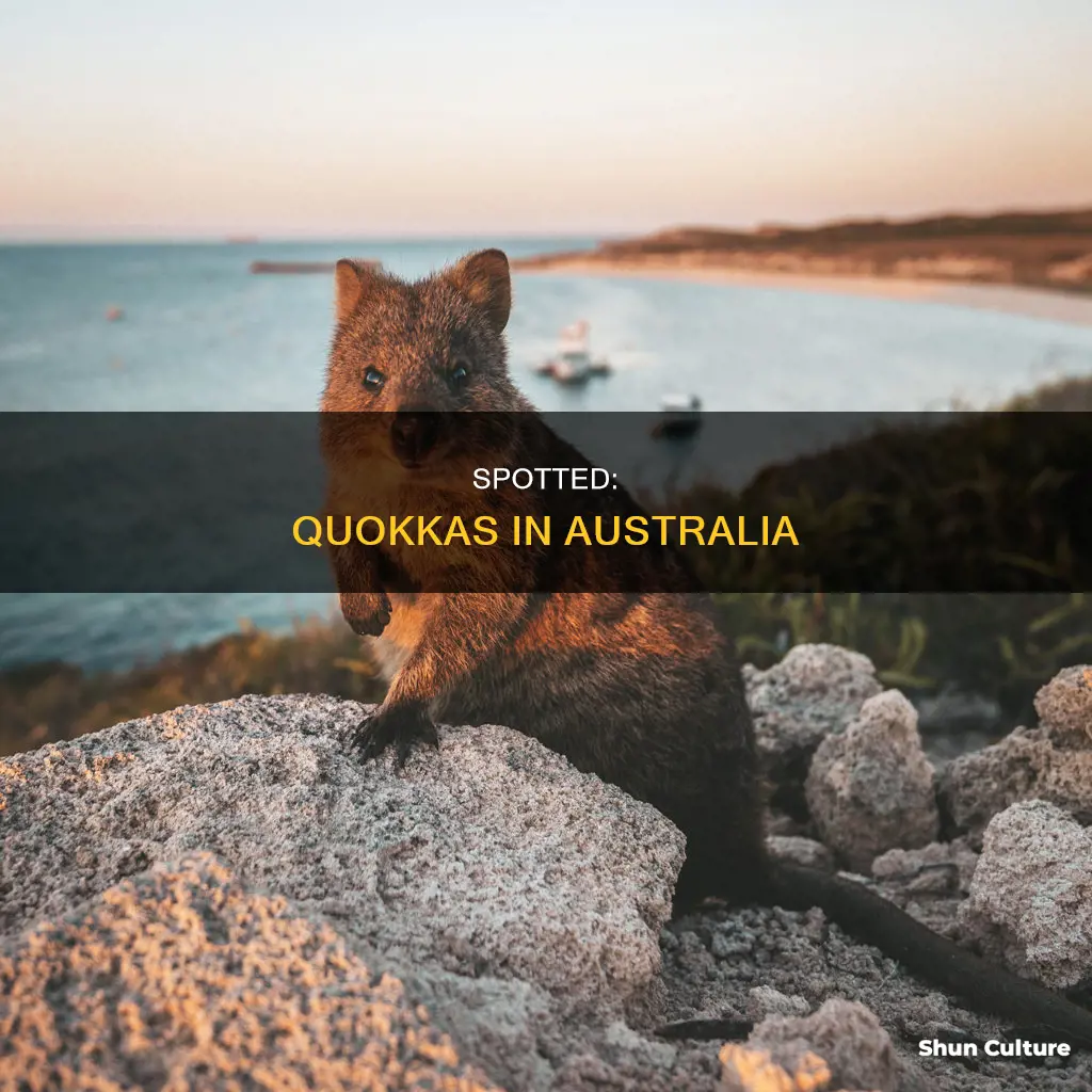 where to find quokka in australia