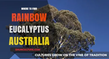 Discover Rainbow Eucalyptus in Australia's Tropical North