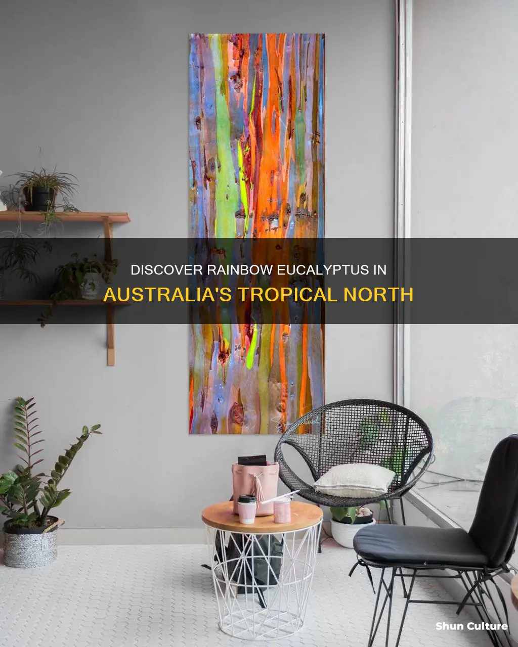 where to find rainbow eucalyptus australia