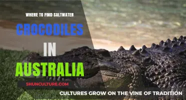 Saltwater Crocodiles: Where to Spot Them in Australia