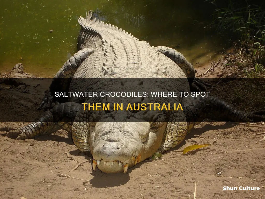 where to find saltwater crocodiles in australia