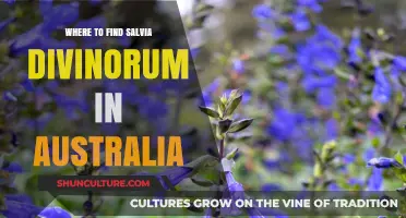 Exploring Salvia Divinorum in Australia: A Guide
