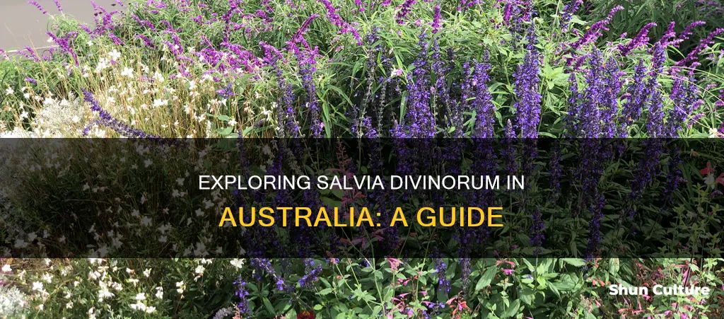 where to find salvia divinorum in australia