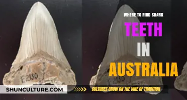 Finding Shark Teeth in Australia: Best Locations