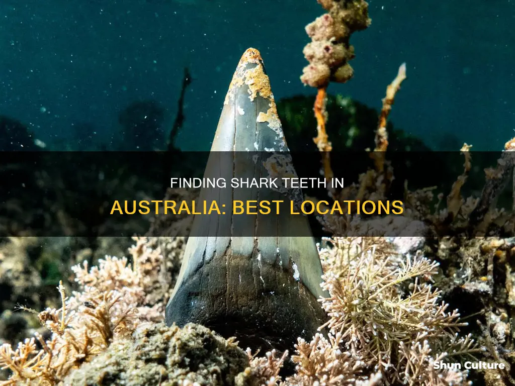 where to find shark teeth in australia