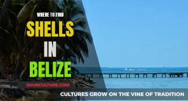 Shells in Belize: Beachcomber's Guide