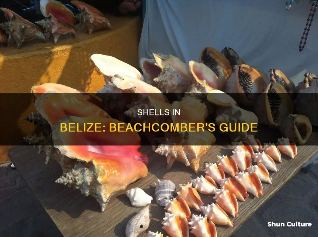 where to find shells in belize