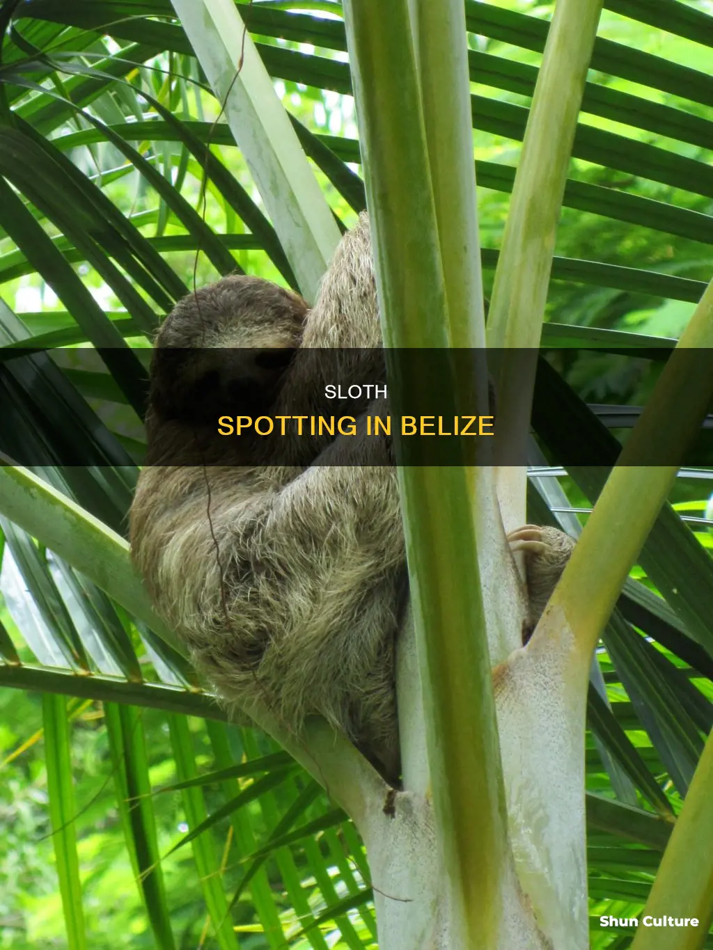 where to find sloths in belize