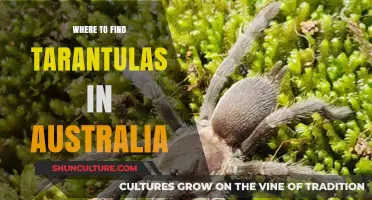 Discovering Tarantulas in Australia: Their Natural Habitat