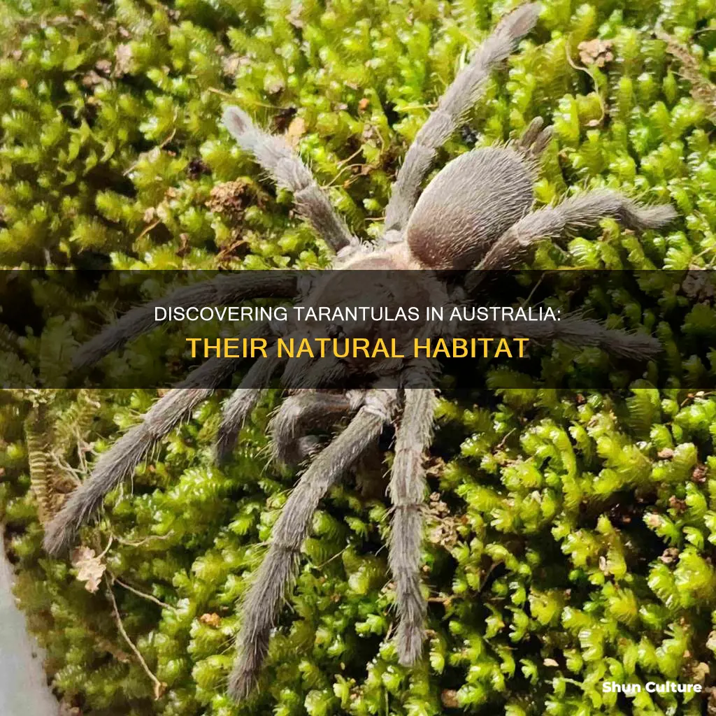 where to find tarantulas in australia