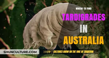 Exploring Australian Tardigrades: Their Unique Habitats