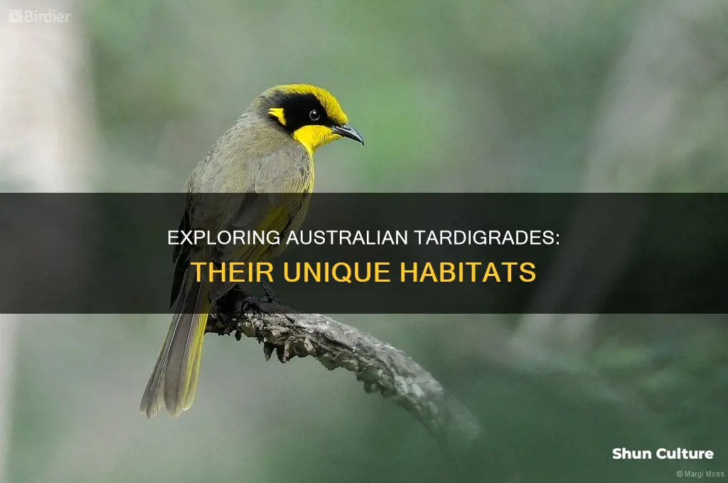 where to find tardigrades in australia