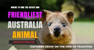 Exploring Australia's Cutest and Friendliest Wildlife