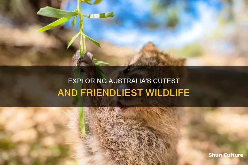 where to find the cutest and friendliest australia animal