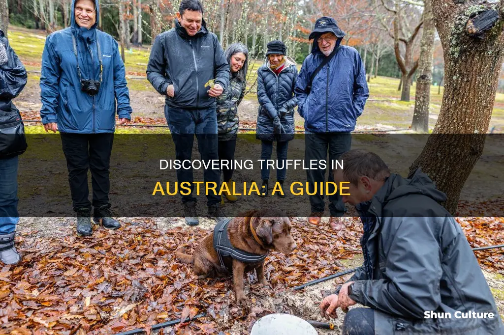 where to find truffles in australia