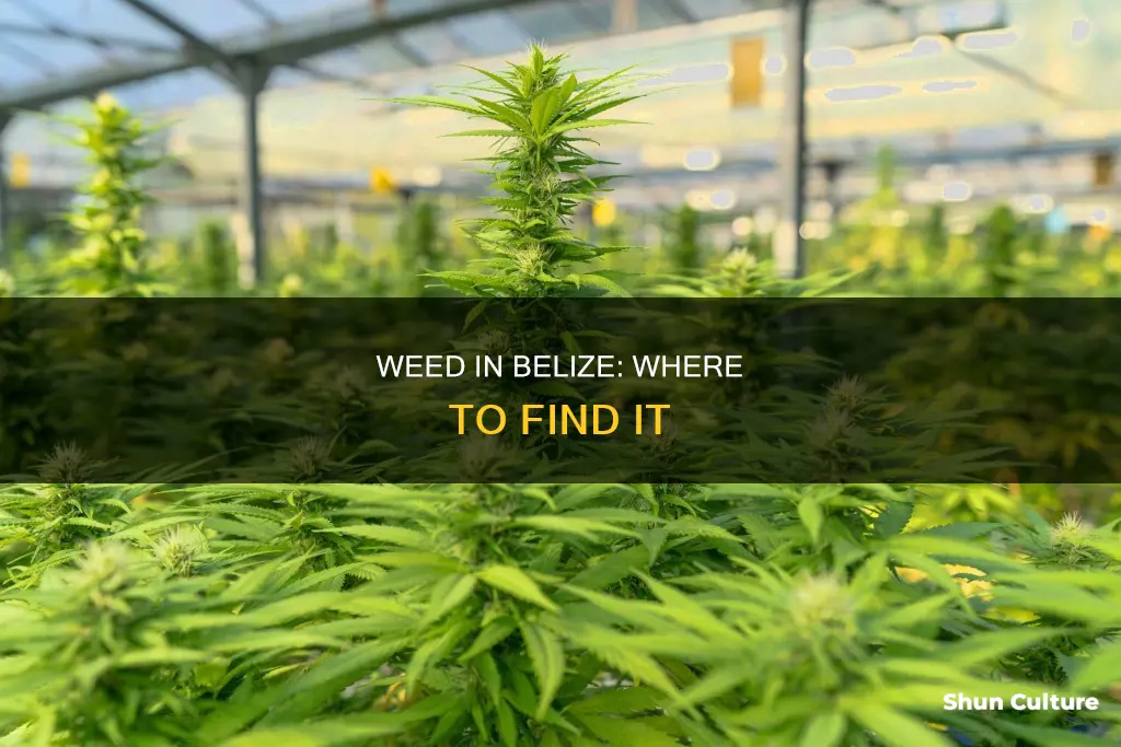 where to find weed in belize