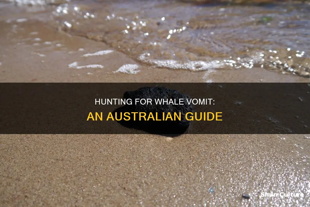 where to find whale vomit in australia
