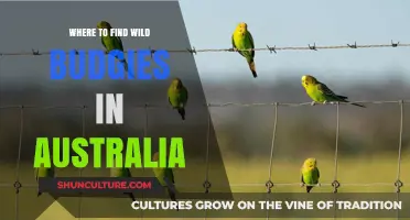 Exploring Australia: Discovering Wild Budgies in Nature