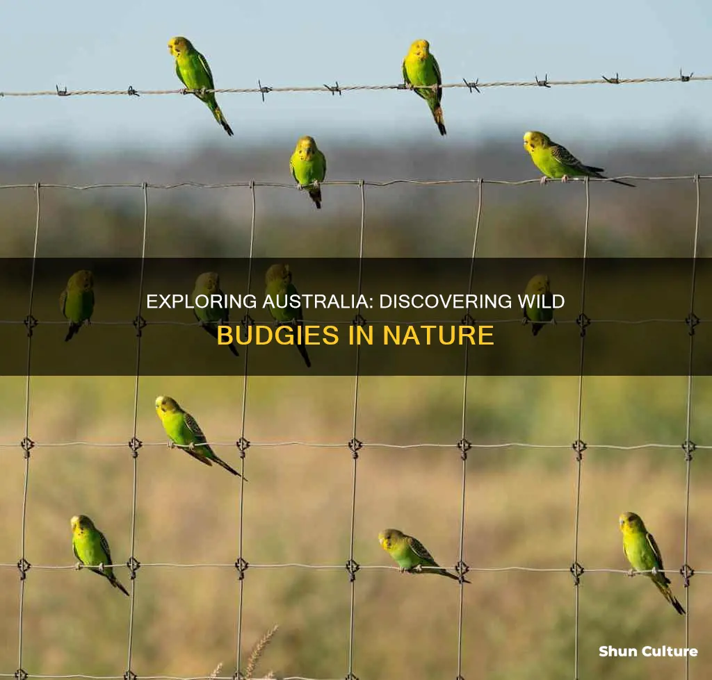 where to find wild budgies in australia