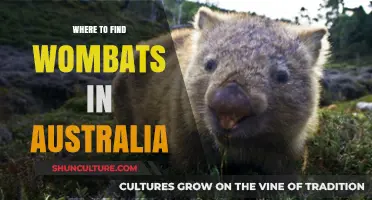 Discover Wombats in Australia: Their Top Habitats