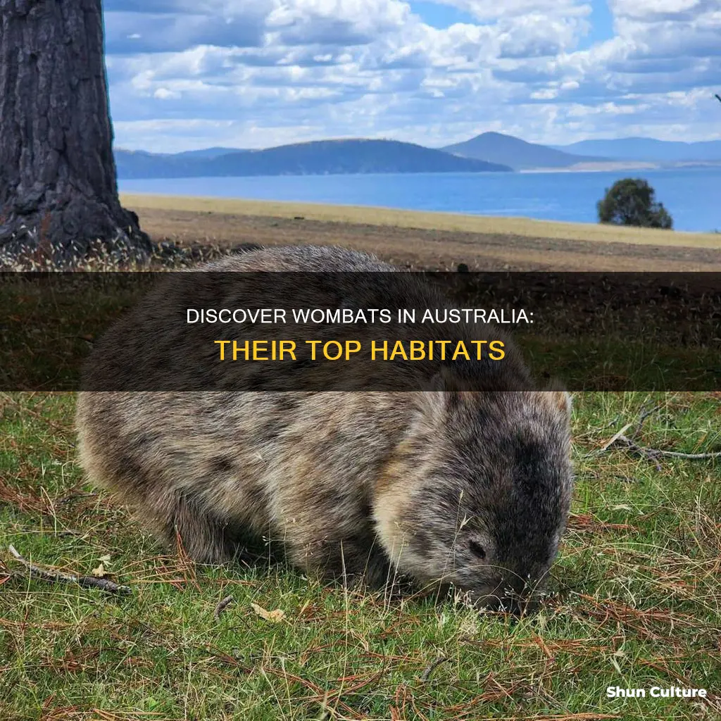 where to find wombats in australia