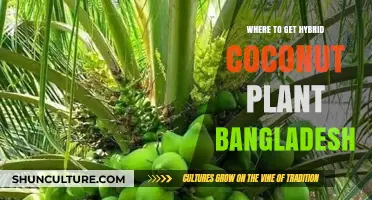 Best Sources for Hybrid Coconut Plants in Bangladesh: A Guide