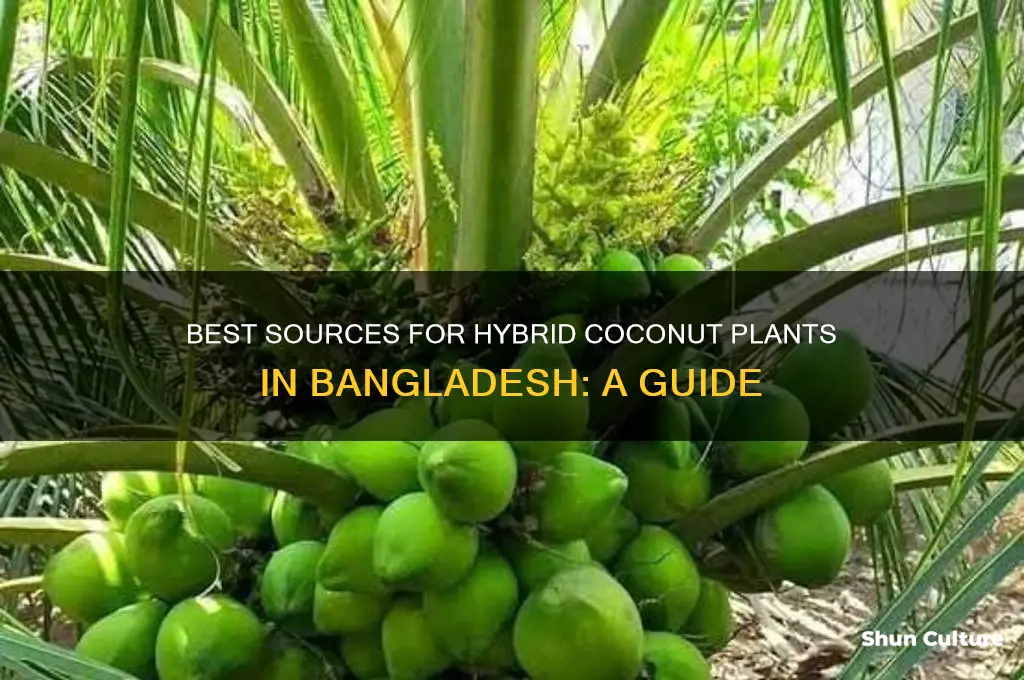 where to get hybrid coconut plant bangladesh