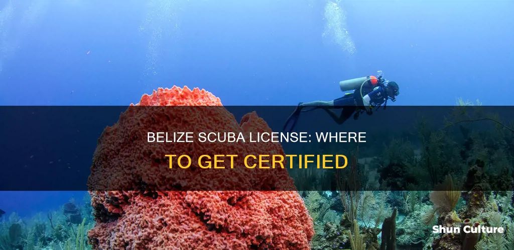 where to get scuba license belize