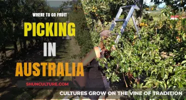Best Fruit Picking Destinations in Australia: A Seasonal Guide