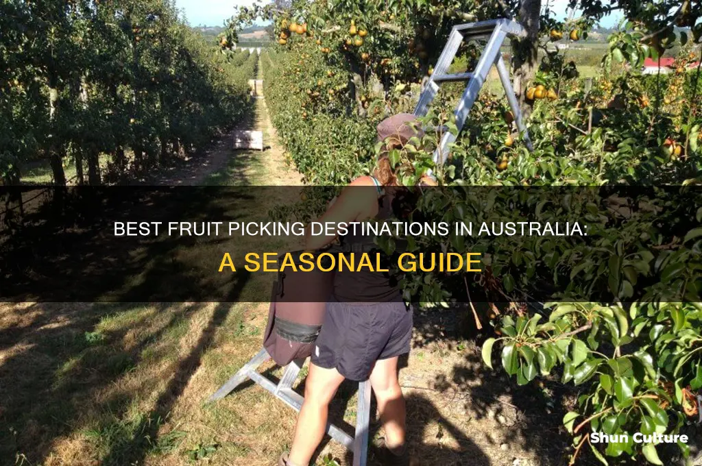 where to go fruit picking in australia