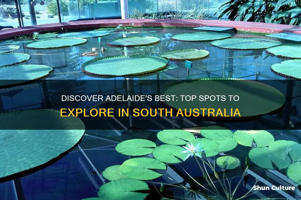 where to go in adelaide australia