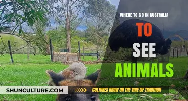 Discover Australia's Best Wildlife Spots: Top Animal Encounters Guide
