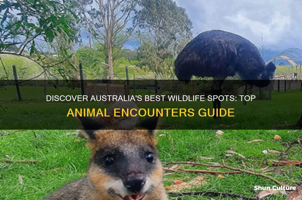 where to go in australia to see animals