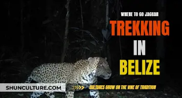 Jaguar Trekking in Belize's Wild Side