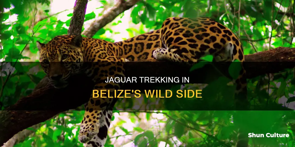 where to go jaguar trekking in belize