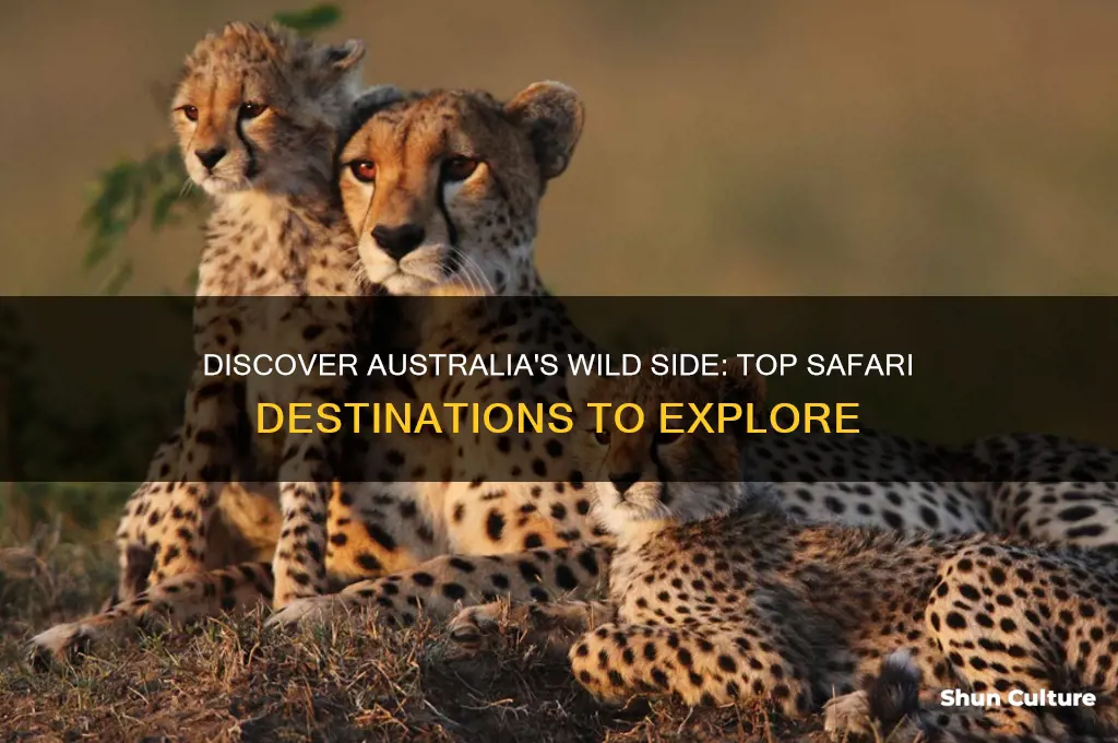 where to go on a safari in australia