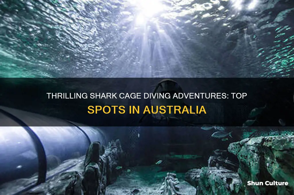 where to go shark cage diving in australia