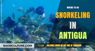 Discover Antigua's Best Snorkeling Spots: A Tropical Underwater Adventure