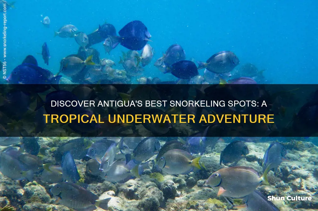 where to go snorkeling in antigua