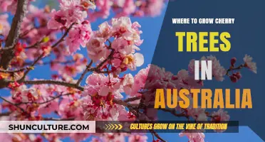 Cherry Trees: Where to Grow Them in Australia