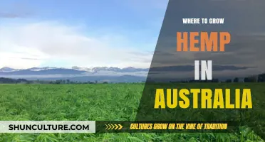 Hemp Cultivation: Australia's Best Regions