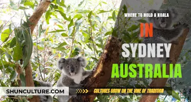 Cuddle a Koala: Top Sydney Spots for Memorable Encounters