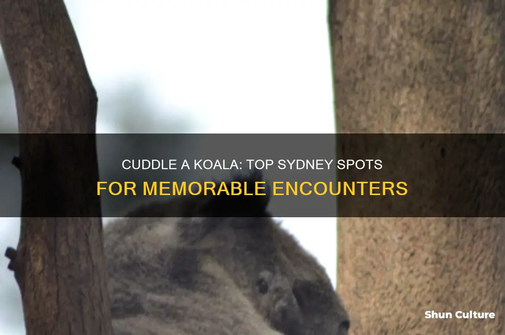 where to hold a koala in sydney australia